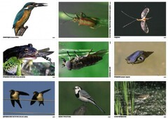 Комплект таблиц Природные зоны России. Сообщества (комплект 18 таблиц) - fgospostavki.ru - Лесной