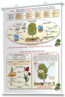 Плакаты по природоведению 2-3 классы. Для оформления кабинета. - fgospostavki.ru - Лесной