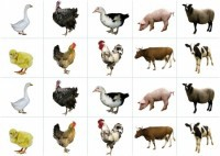 Комплект карточек "Запоминай, играй, считай" - Домашние животные - fgospostavki.ru - Лесной