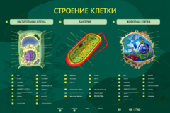 Электрифицированный стенд "Строение клетки" с маркерными полями - fgospostavki.ru - Лесной