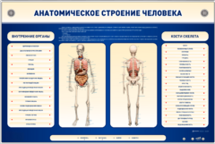 Электрифицированный стенд-тренажер c макетом скелета "Анатомическое строение человека" - fgospostavki.ru - Лесной