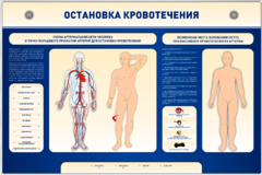 Электрифицированный стенд-тренажер "Остановка кровотечения" - fgospostavki.ru - Лесной
