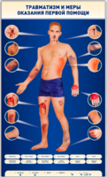 Электрифицированный стенд-тренажер "Травматизм и меры оказания первой помощи" - fgospostavki.ru - Лесной