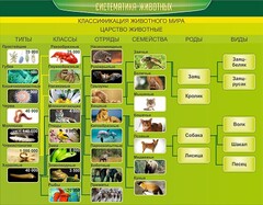 Стенд "Систематика животных" - fgospostavki.ru - Лесной
