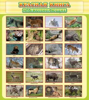 Стенд "Красная книга - млекопитающие" - fgospostavki.ru - Лесной