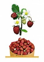 Комплект карточек "Запоминай, играй, считай" - Ягоды - fgospostavki.ru - Лесной