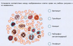 Интерактивные курсы. Биология 11 класс. Расширенный. - fgospostavki.ru - Лесной