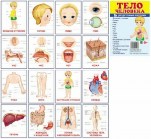 Раздаточные карточки "Тело человека" - fgospostavki.ru - Лесной