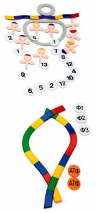 Модель-аппликация "Биосинтез белка" (набор из 49 пластмассовых фигур) - fgospostavki.ru - Лесной