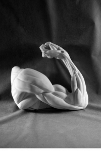 Рука согнутая в локте (гипс) - fgospostavki.ru - Лесной