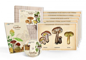 Комбинированное наглядное пособие  «Грибы» - fgospostavki.ru - Лесной