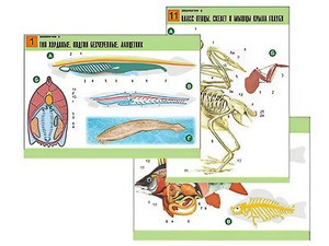 Комплект таблиц по биологии демонстрационных "Зоология 2" (16 таблиц, формат А1, ламинированные) - fgospostavki.ru - Лесной