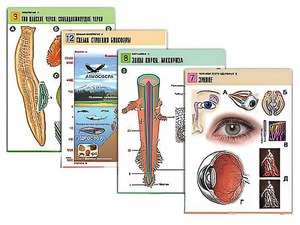 Комплект таблиц по всему курсу биологии (120 штук, формат А1, полноцветные, ламинированные) - fgospostavki.ru - Лесной