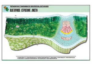 Рельефная таблица "Клеточное строение листа" (формат А1, матовое ламинирование) - fgospostavki.ru - Лесной