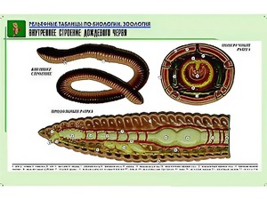 Рельефная таблица "Внутреннее строение дождевого червя" (формат А1, матовое ламинирование) - fgospostavki.ru - Лесной