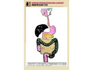 Рельефная таблица "Пищеварительный тракт" (формат А1, матовое ламинирование) - fgospostavki.ru - Лесной