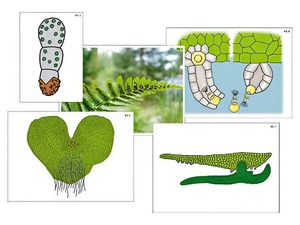 Модель-аппликация "Размножение папоротника" (ламинированная) - fgospostavki.ru - Лесной