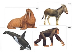 Модель-аппликация "Разнообразие высших хордовых 2. Млекопитающие" (ламинированная) - fgospostavki.ru - Лесной