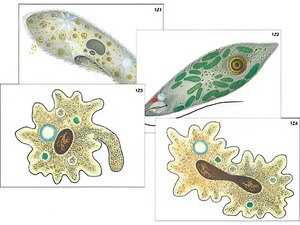 Модель-аппликация "Строение и разнообразие простейших" (ламинированная) - fgospostavki.ru - Лесной