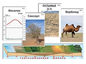 Модель-аппликация "Природные зоны" - fgospostavki.ru - Лесной