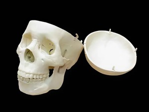 Модель "Череп человека" - fgospostavki.ru - Лесной