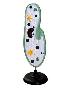 Модель инфузории-туфельки - fgospostavki.ru - Лесной