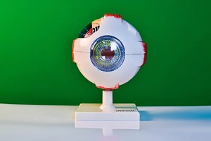 Модель глаза - fgospostavki.ru - Лесной