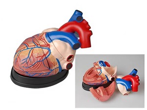 Модель сердца в разрезе (демонстрационная) - fgospostavki.ru - Лесной