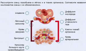Интерактивные курсы. Биология 9 класс. Расширенный. - fgospostavki.ru - Лесной