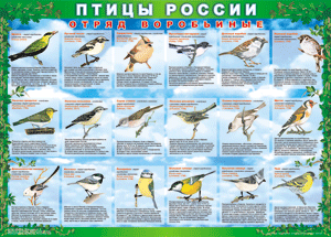 Комплект таблиц "Птицы России (4 листа)" (100х140 сантиметров, винил) - fgospostavki.ru - Лесной