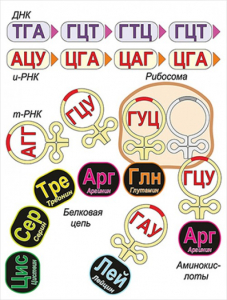 Модель-аппликация Биосинтез белка - fgospostavki.ru - Лесной