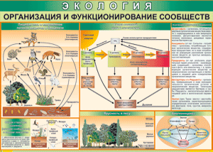 Таблица "Организация и функционирование сообществ" (100х140 сантиметров, винил) - fgospostavki.ru - Лесной