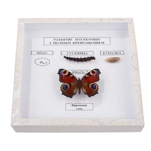 Коллекция энтомологическая "Развитие насекомых с полным превращением" - fgospostavki.ru - Лесной
