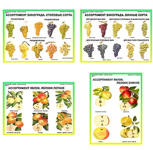 Плакаты ПРОФТЕХ "Ассортимент плодово-ягодных культур" (19 пл, винил, 70х100) - fgospostavki.ru - Лесной