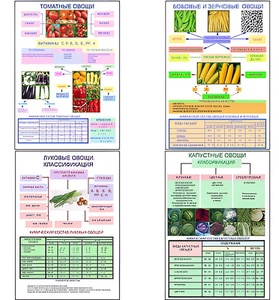 Плакаты ПРОФТЕХ "Классификация овощей" (11 пл, винил, 70х100) - fgospostavki.ru - Лесной