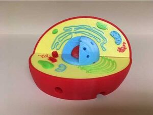 Модель растительной клетки - fgospostavki.ru - Лесной