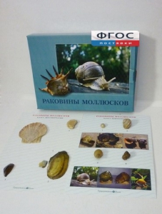 Коллекция "Раковины моллюсков" - fgospostavki.ru - Лесной