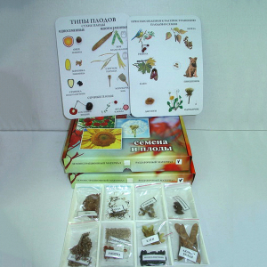 Коллекция "Семена и плоды с раздаточным материалом" - fgospostavki.ru - Лесной