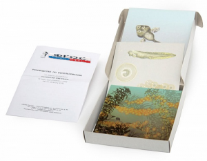 Модель-аппликация "Развитие лягушки" (набор из 10 карт) - fgospostavki.ru - Лесной