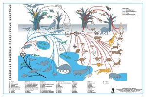 Комплект таблиц "Эволюция движений позвоночных животных" - fgospostavki.ru - Лесной