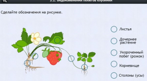 Интерактивные курсы. Биология 7 класс. Расширенный. - fgospostavki.ru - Лесной