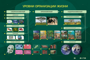 Электрифицированный стенд "Уровни организации жизни" - fgospostavki.ru - Лесной