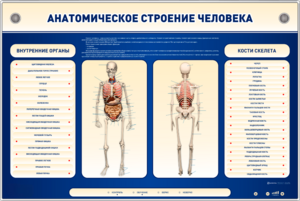 Электрифицированный стенд-тренажер c макетом скелета "Анатомическое строение человека" - fgospostavki.ru - Лесной