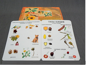 Коллекция "Семена и плоды" - fgospostavki.ru - Лесной