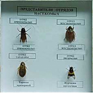 Коллекция энтомологическая "Представители отряда насекомых" - fgospostavki.ru - Лесной