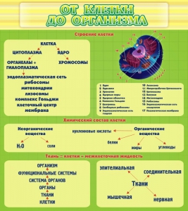 Стенд "От клетки до организма" - fgospostavki.ru - Лесной