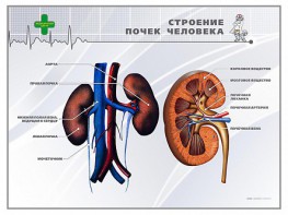Стенд "Строение почки человека" - fgospostavki.ru - Лесной