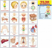 Раздаточные карточки "Тело человека" - fgospostavki.ru - Лесной