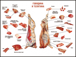 Таблица "Правила разделки мясных туш. Говядина и телятина" (100х140 сантиметров, винил) - fgospostavki.ru - Лесной