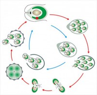 Модель-аппликация Размножение одноклеточной водоросли - fgospostavki.ru - Лесной
